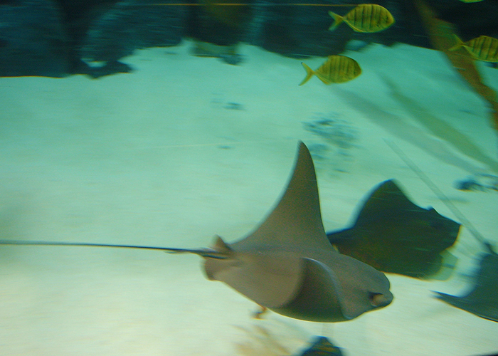 Sealife
